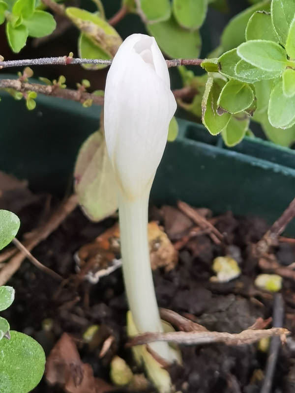 Colchicum autumnale 'Album'